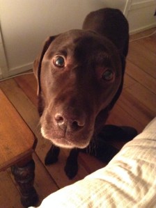 Good morning from Lotte the Labrador